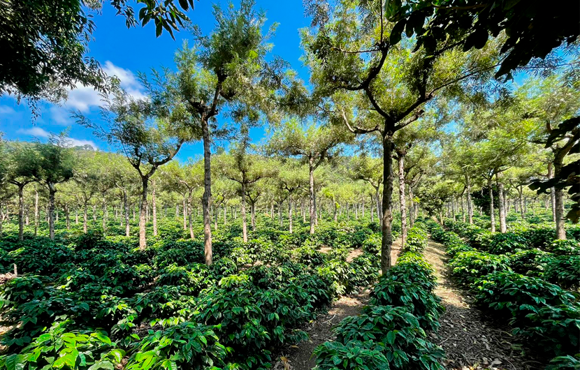 IMAGEN-COFFEE-PLANTING-2